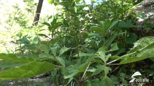 濰坊人參生態(tài)種植蓬勃發(fā)展，產(chǎn)品創(chuàng)新助力中醫(yī)藥產(chǎn)業(yè)升級(jí)