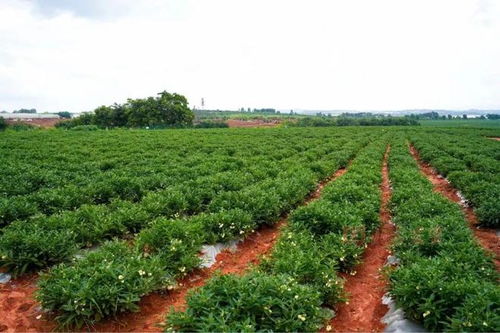 從會(huì)場到田間 石林西洋參產(chǎn)業(yè)的實(shí)地探訪與展望