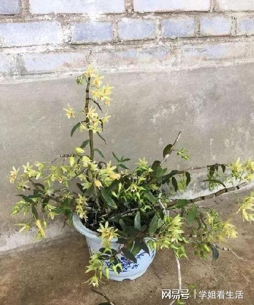 陽臺(tái)綠植新風(fēng)尚 自種人參靈芝石斛與西洋參，養(yǎng)生健康觸手可及