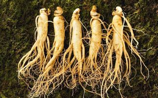 盤點(diǎn)中華九大仙草 還魂草上榜，慈禧太后長壽秘訣的黑參