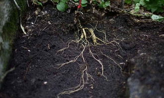 種植人參，做好這五步，可保證高產(chǎn)優(yōu)質(zhì)黑參產(chǎn)品