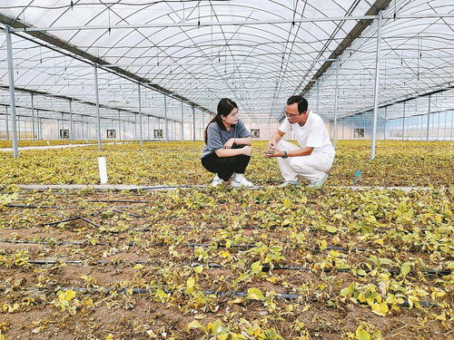 柘榮注入科技，一根參茁壯成長 西洋參產(chǎn)業(yè)的現(xiàn)代轉型