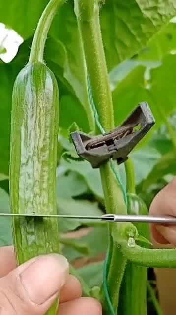 從人參果到黑參 看似高檔的養(yǎng)生食材，其實(shí)家庭養(yǎng)護(hù)很簡單