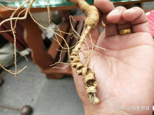 野山參、種植人參與黑參 三者之別與產(chǎn)品解析