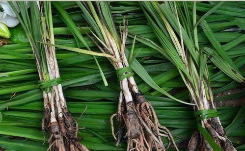 農(nóng)家寶藥 婆羅門參，媲美西洋參的養(yǎng)生佳品