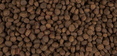 參農講述人參種植要點 盆栽人參，或許是最適合家庭的人參栽培技術